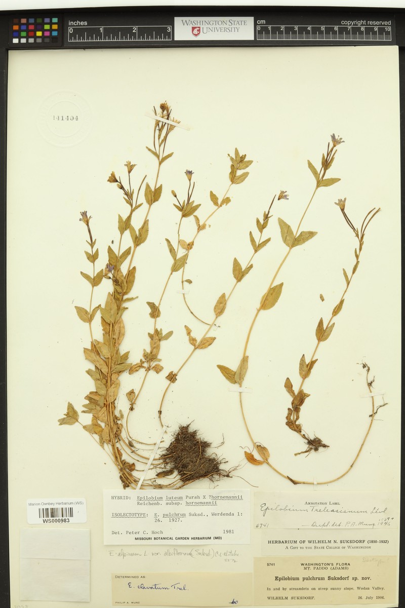 Willowherb photo 3