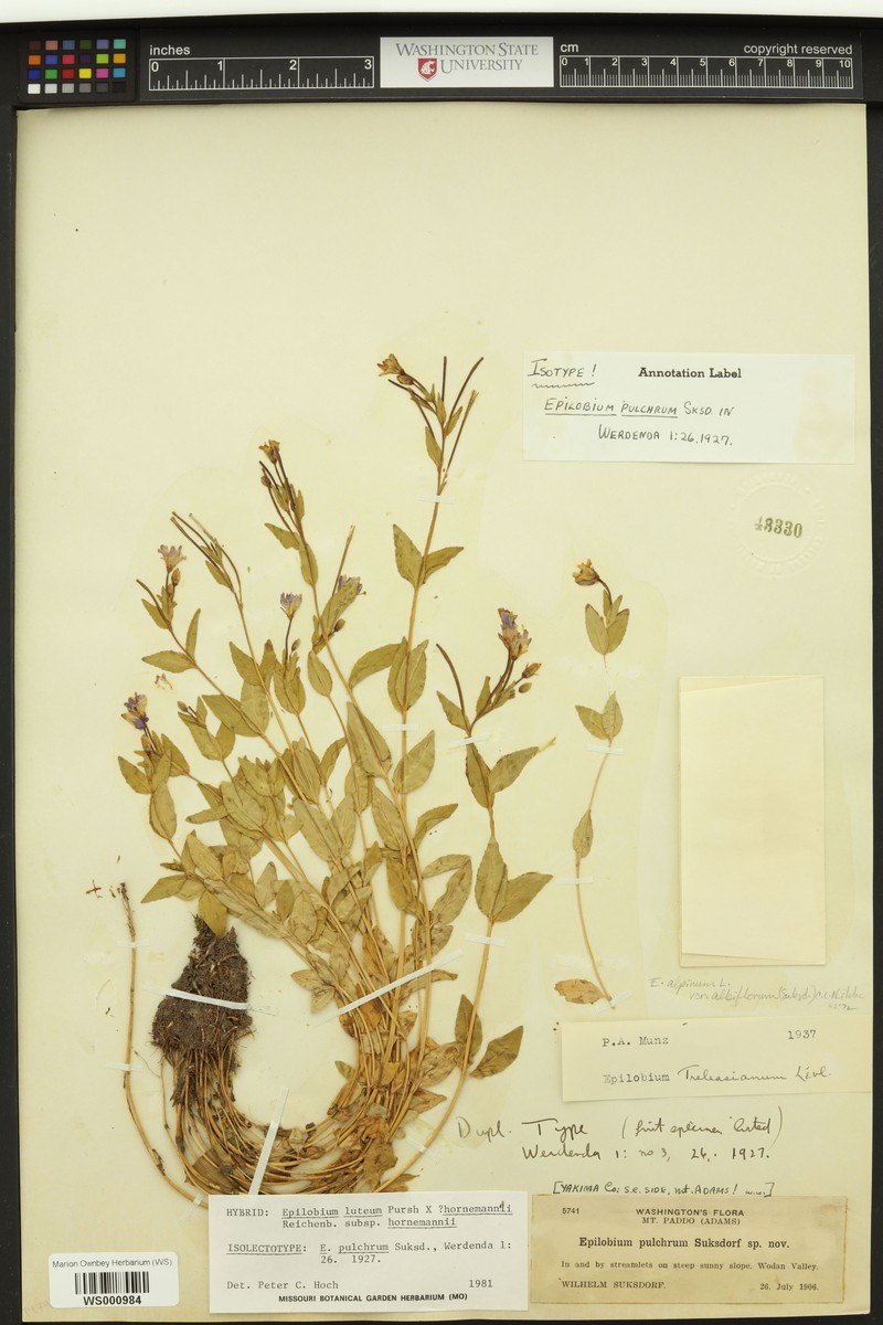 Willowherb photo 4