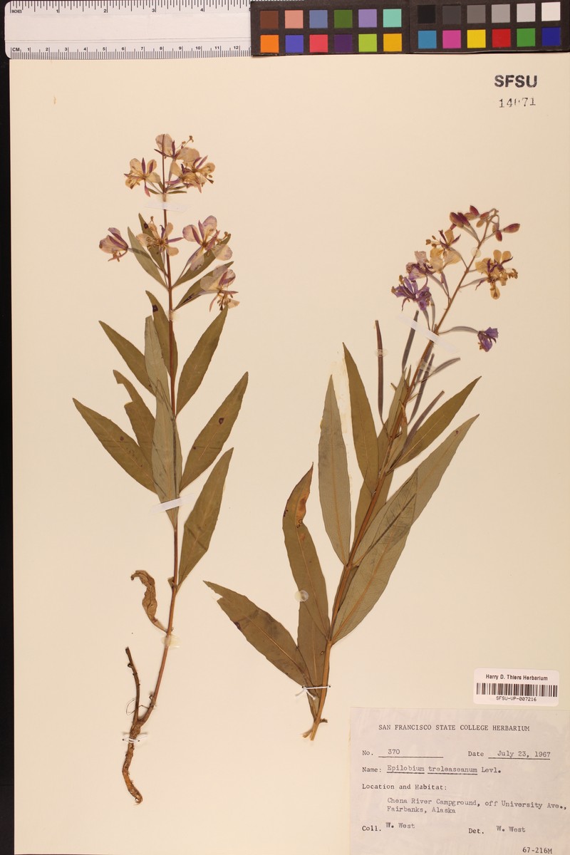 Trelease's Hybrid Willowherb