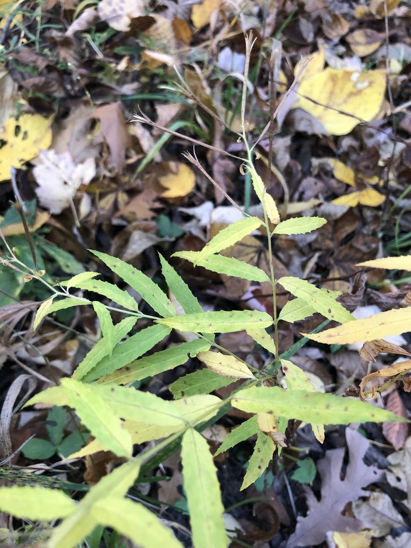 Willowherb