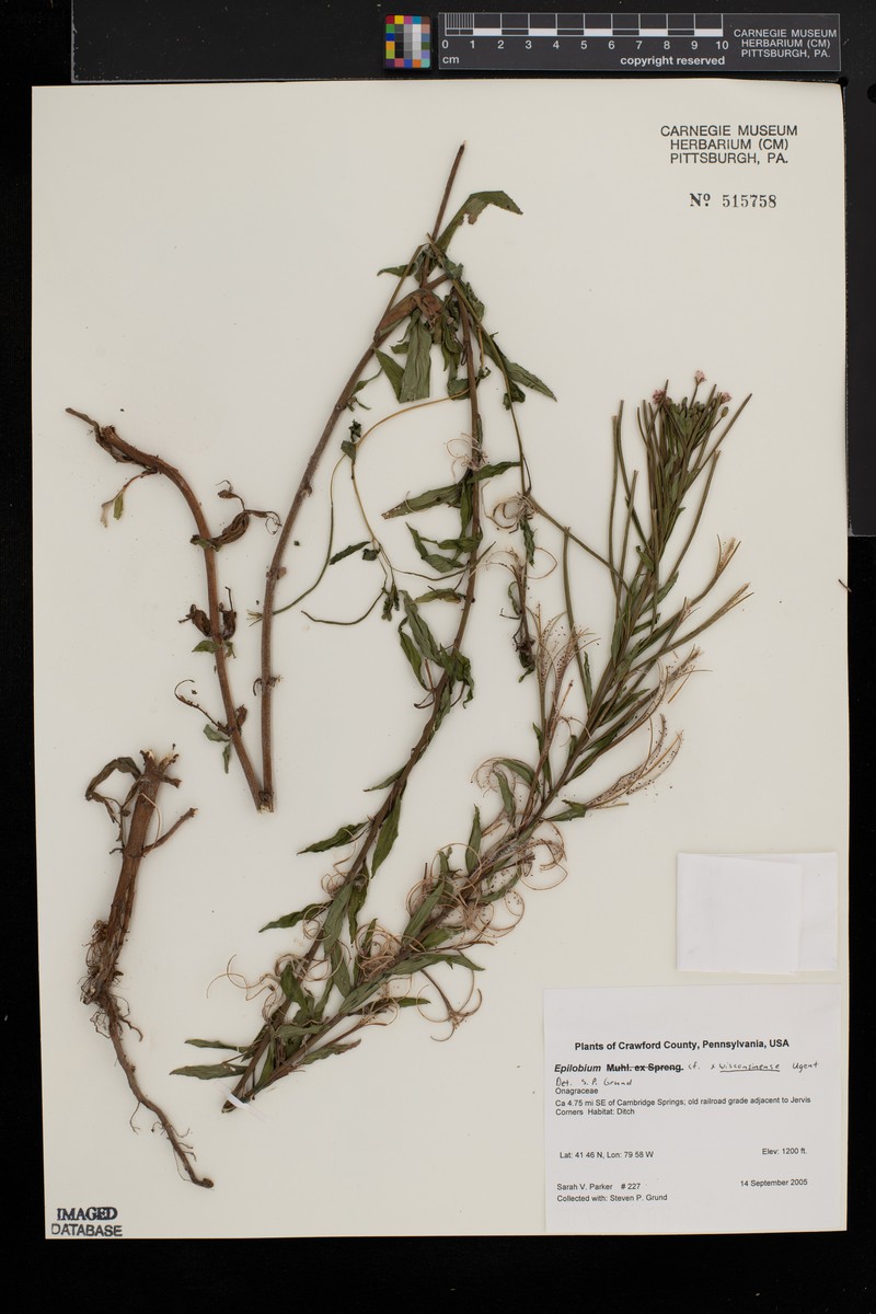 Willowherb photo 2