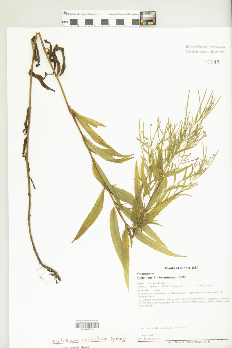 Willowherb photo 3