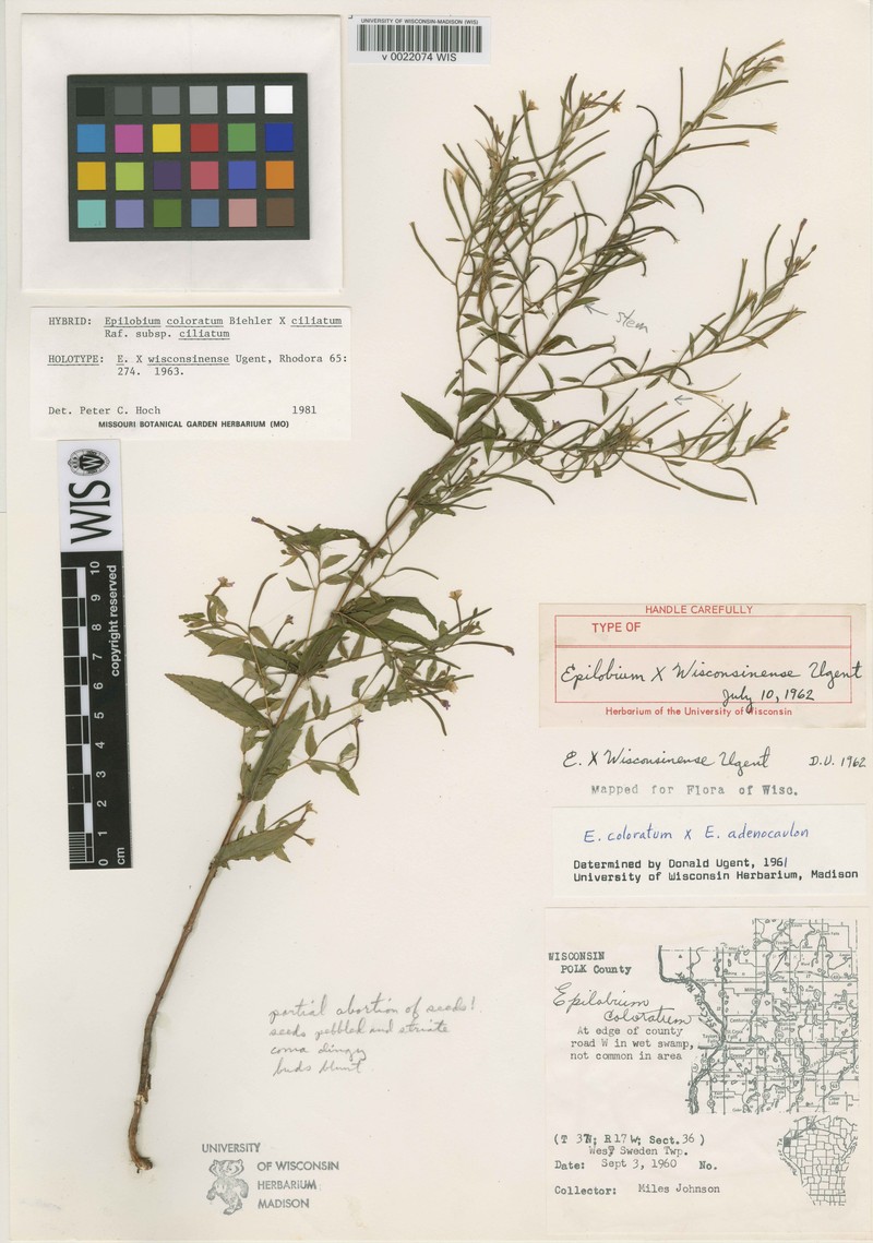 Willowherb photo 4