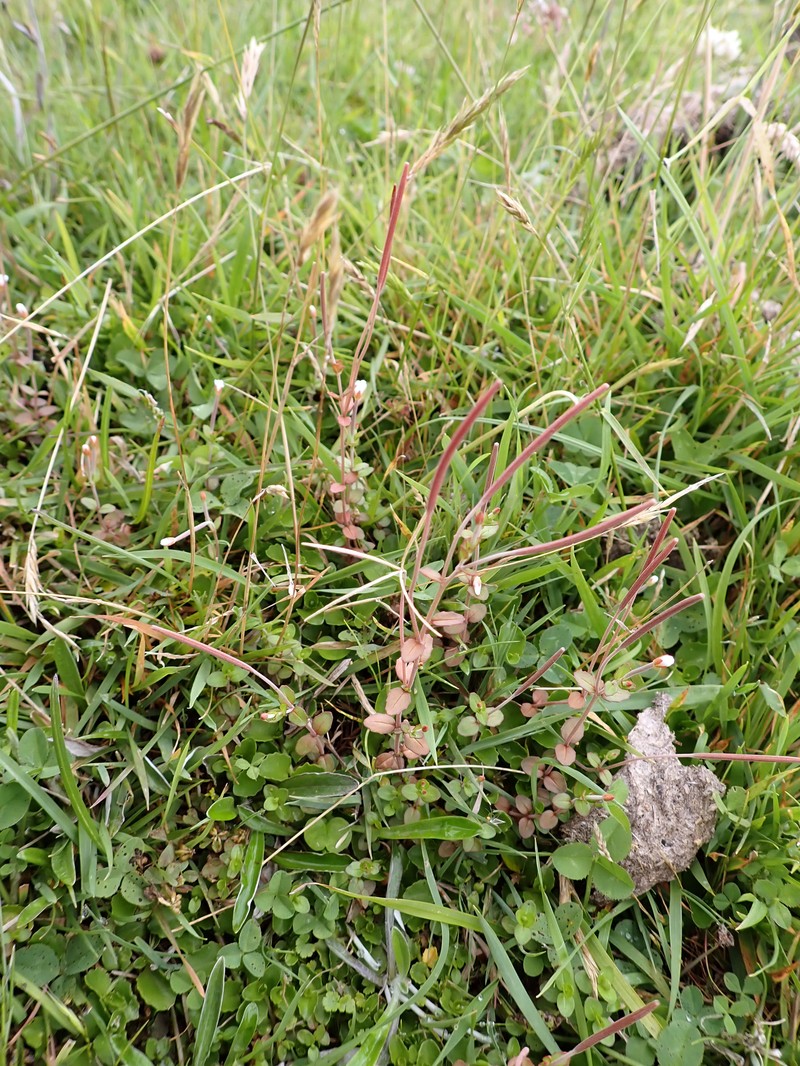 Epilobium alsinoides subsp. alsinoides