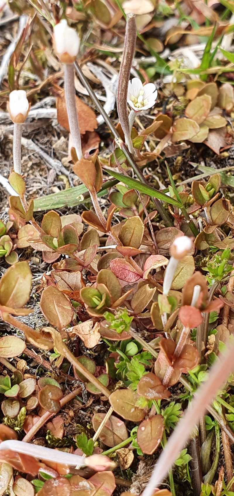 Epilobium alsinoides subsp. alsinoides photo 2