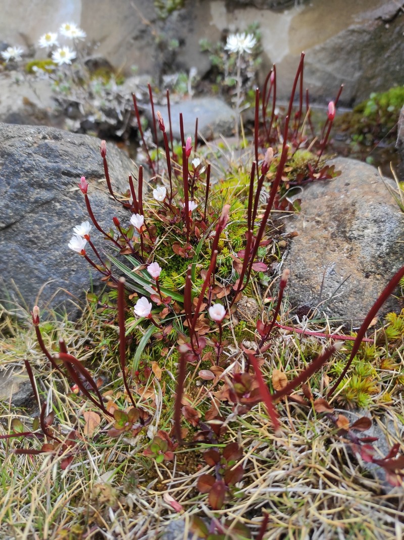 Epilobium alsinoides subsp. alsinoides photo 3