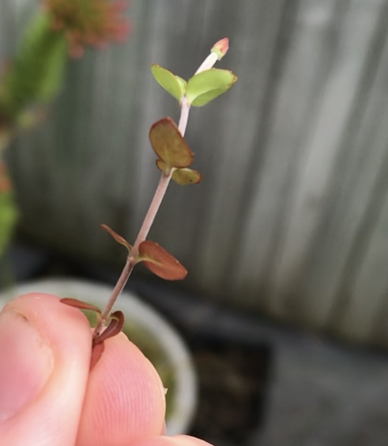 Epilobium alsinoides subsp. alsinoides photo 4