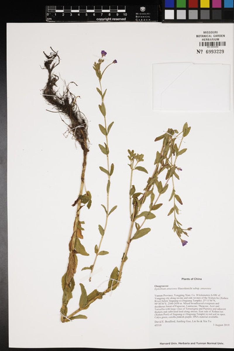 Epilobium amurense subsp. amurense