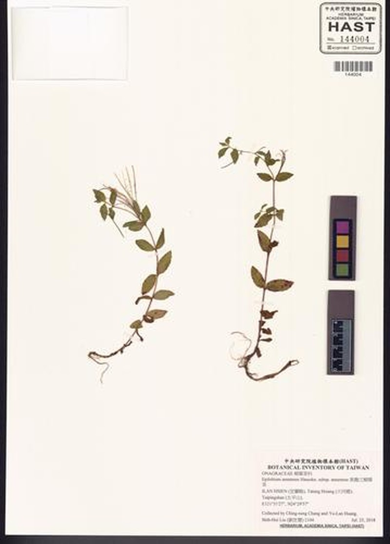Epilobium amurense subsp. amurense photo 2