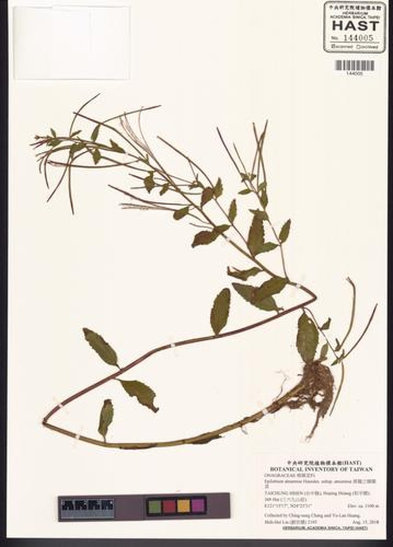 Epilobium amurense subsp. amurense photo 3