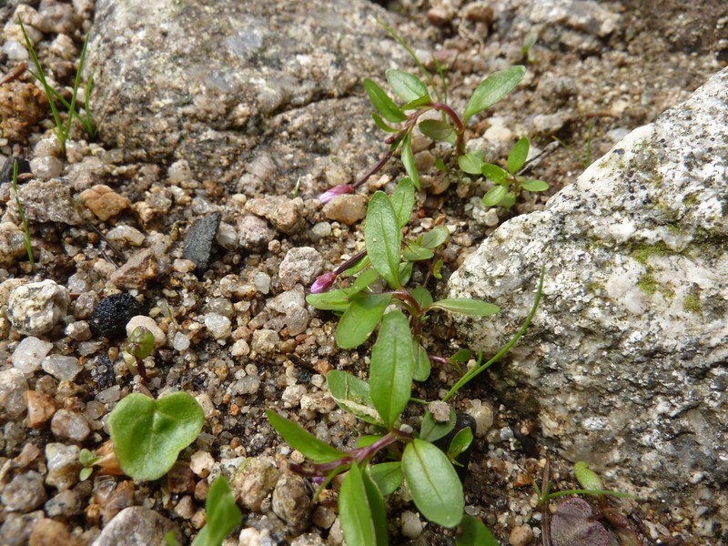 Pimpernel Willowherb