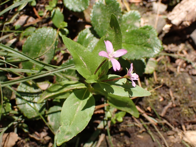 Pimpernel Willowherb photo 2