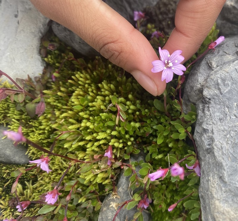 Pimpernel Willowherb photo 3