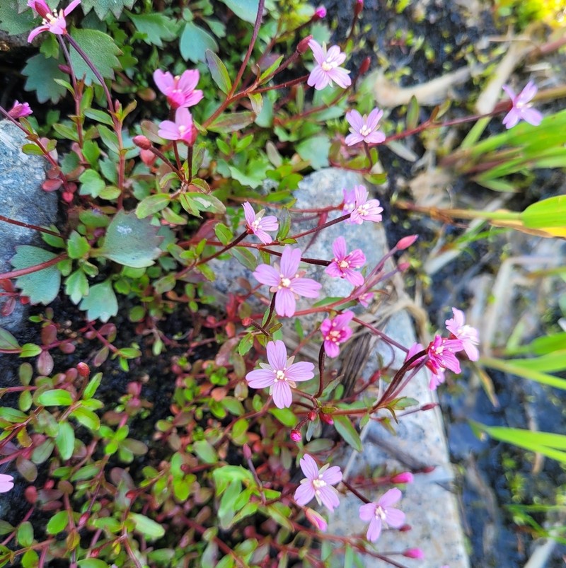 Pimpernel Willowherb photo 4