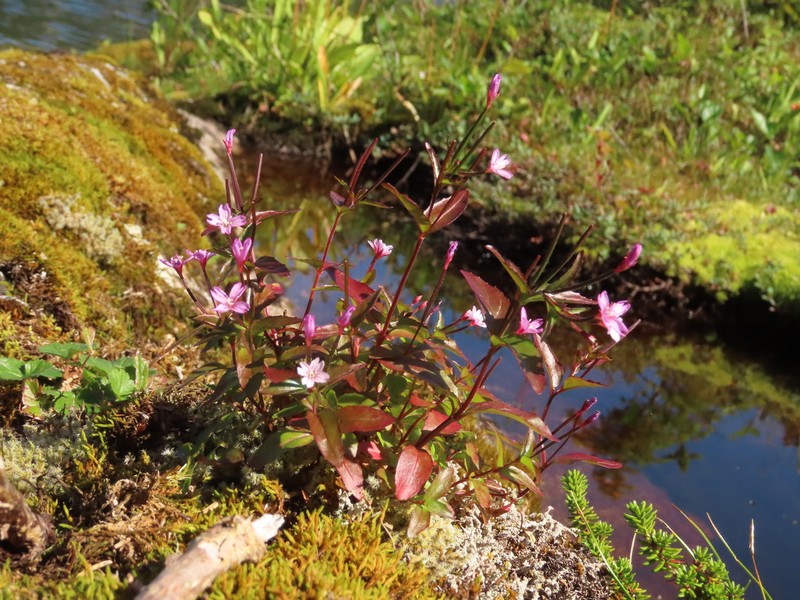 Pimpernel Willowherb photo 5
