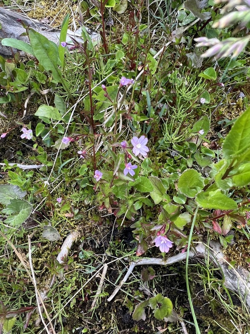 Pimpernel Willowherb photo 6