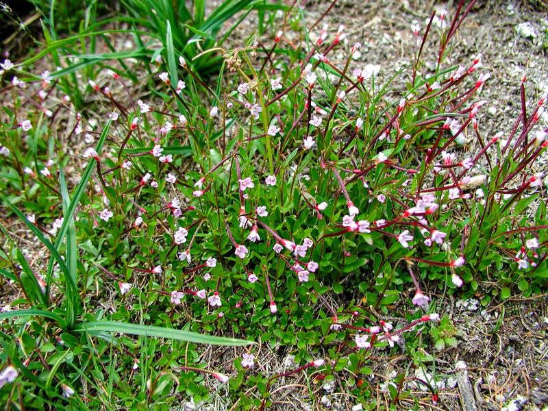 Pimpernel Willowherb photo 7
