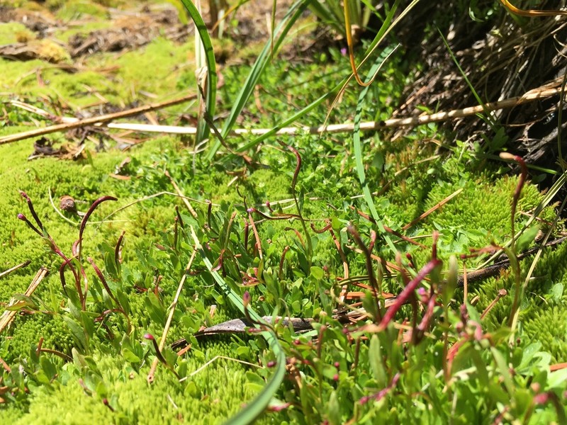 Pimpernel Willowherb photo 8