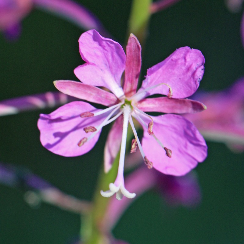Fireweed photo 2