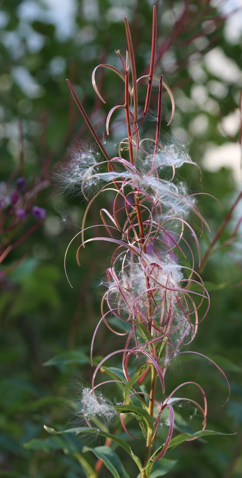 Fireweed photo 3