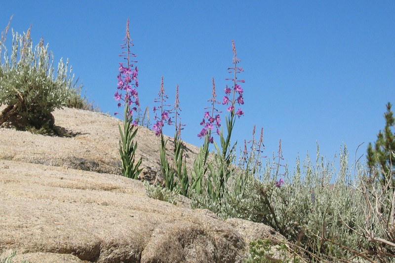 Fireweed photo 4
