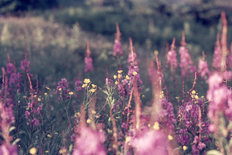 Fireweed photo 6