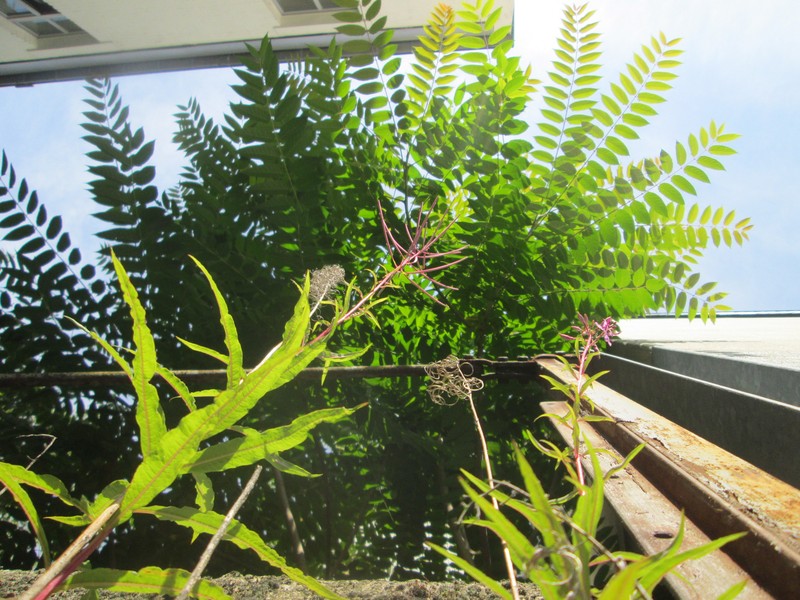Fireweed photo 7