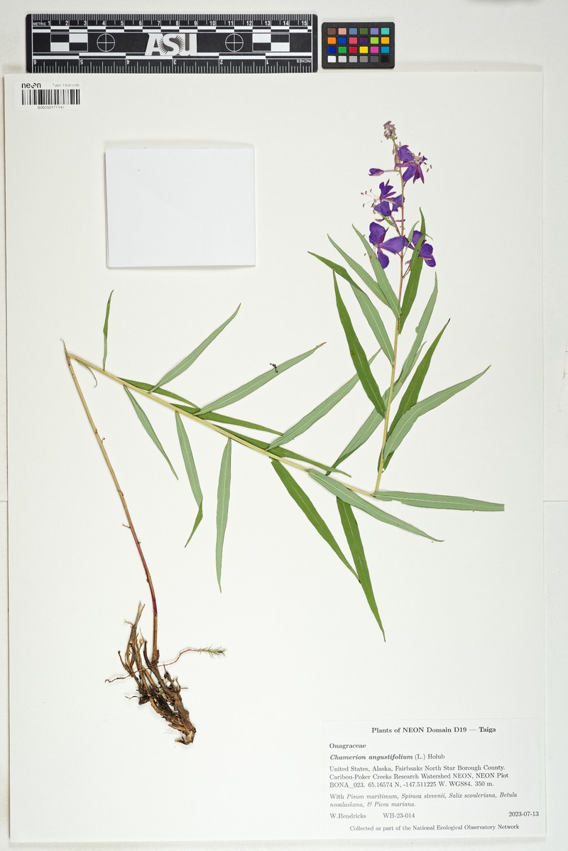 Epilobium angustifolium subsp. angustifolium photo 3