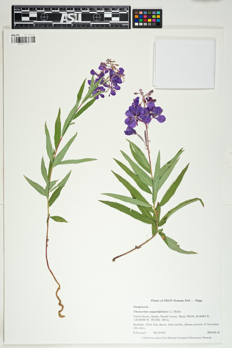 Epilobium angustifolium subsp. angustifolium photo 4