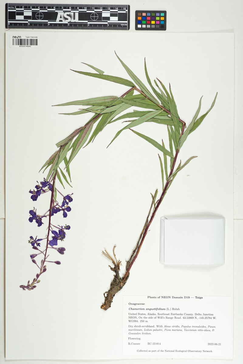 Epilobium angustifolium subsp. angustifolium photo 5