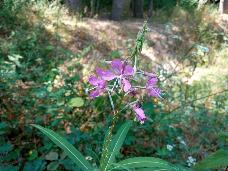 Epilobium angustifolium subsp. angustifolium