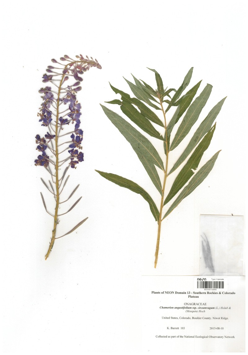 Epilobium angustifolium subsp. circumvagum