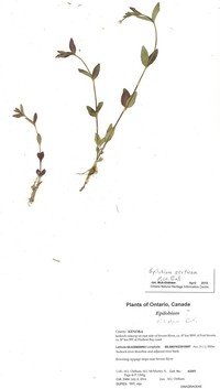 Arctic Willowherb