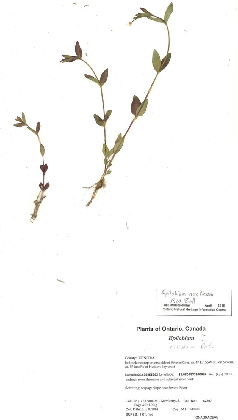 Arctic Willowherb