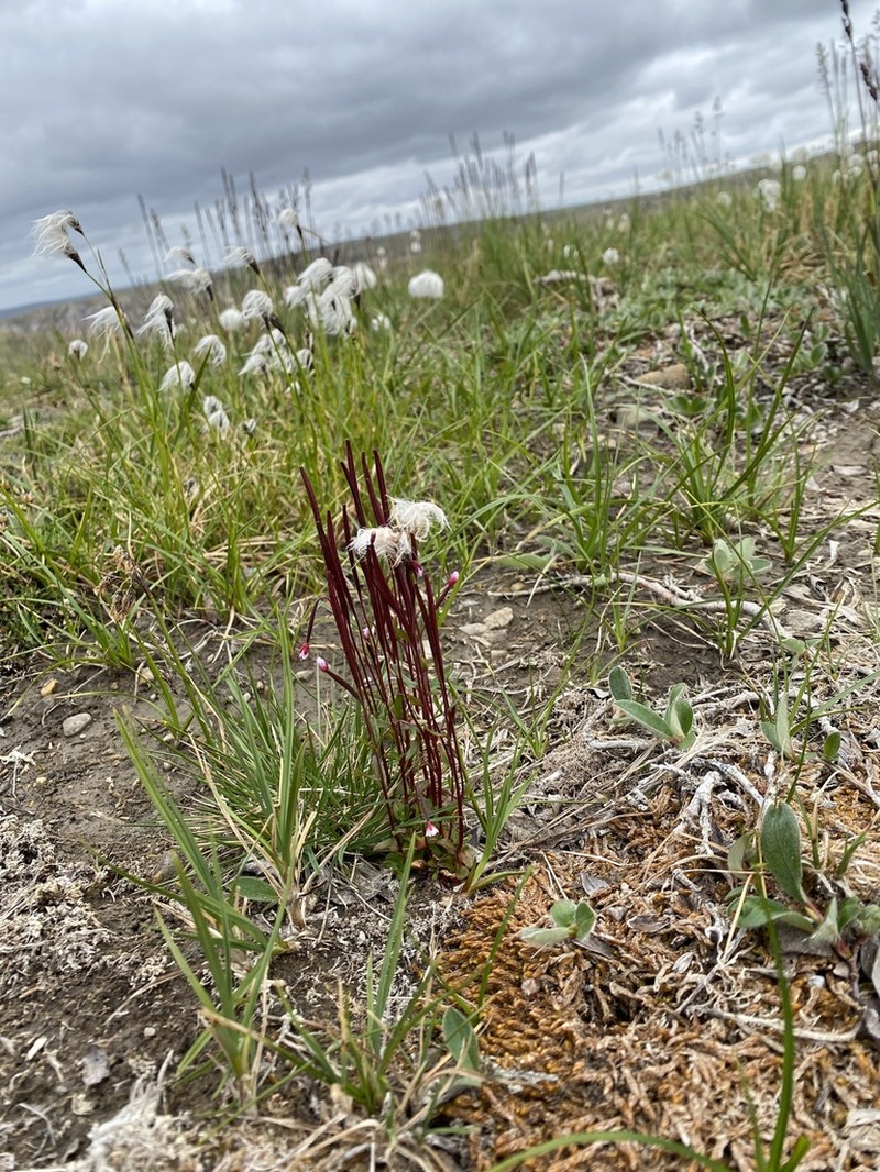 Arctic Willowherb photo 2