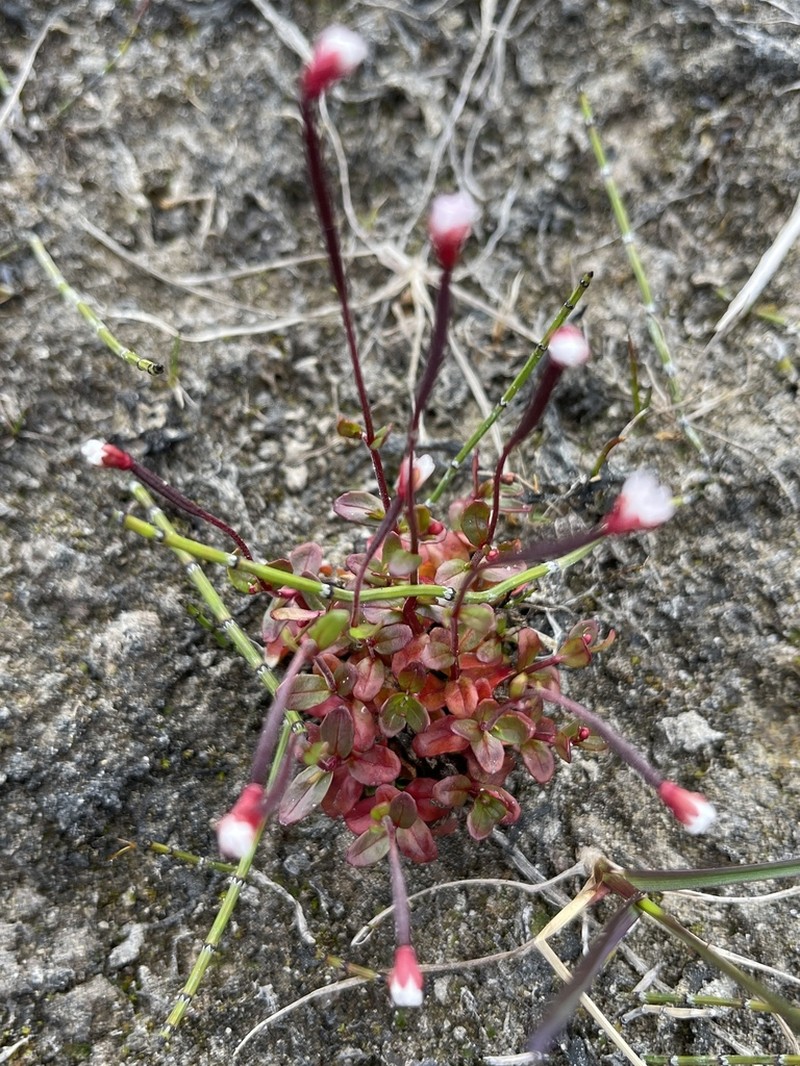 Arctic Willowherb photo 3