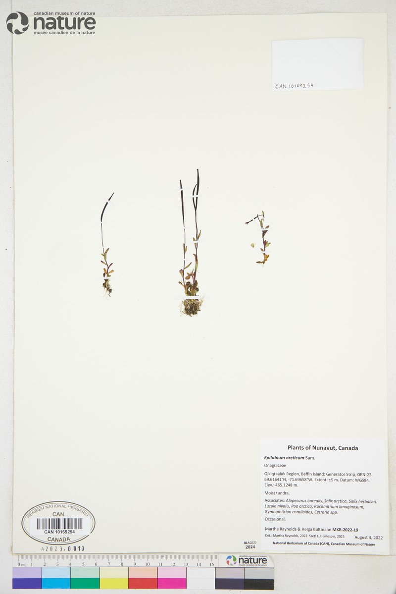Arctic Willowherb photo 6