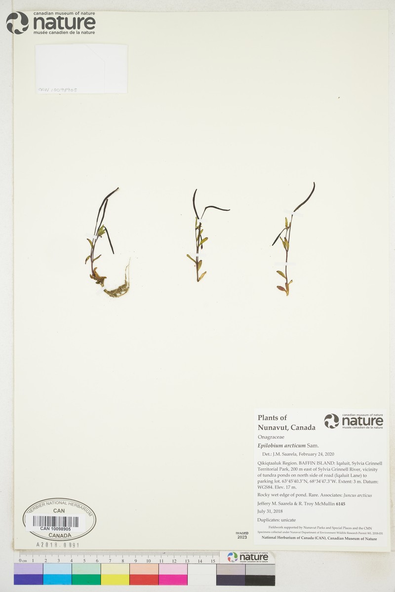 Arctic Willowherb photo 8