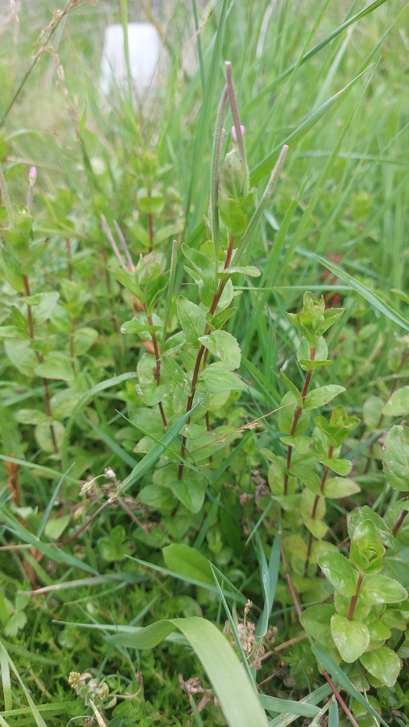 Epilobium billardiereanum subsp. billardiereanum
