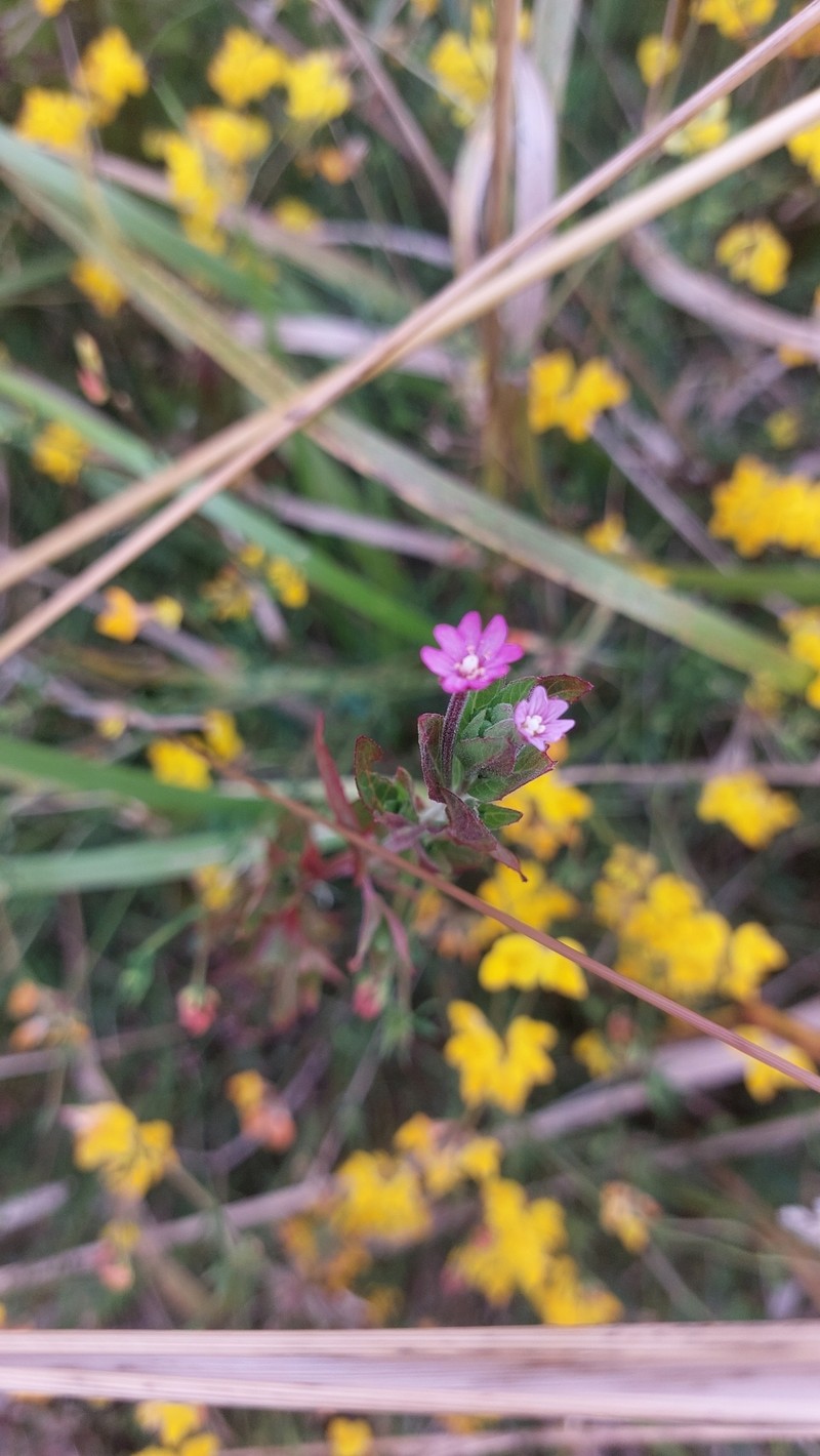 Epilobium billardiereanum subsp. billardiereanum photo 2