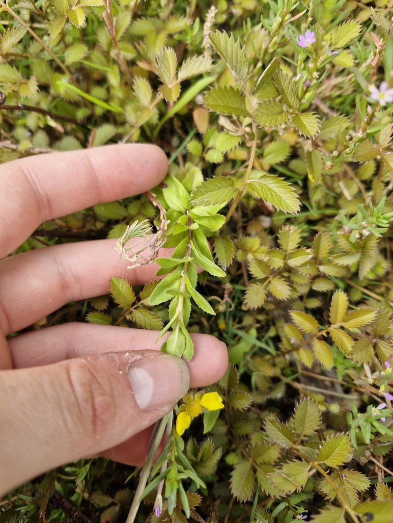 Epilobium billardiereanum subsp. billardiereanum photo 3