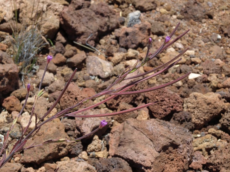 Aboriginal Willowherb photo 2