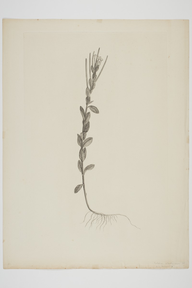 Aboriginal Willowherb photo 3