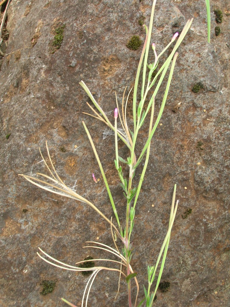 Aboriginal Willowherb photo 4