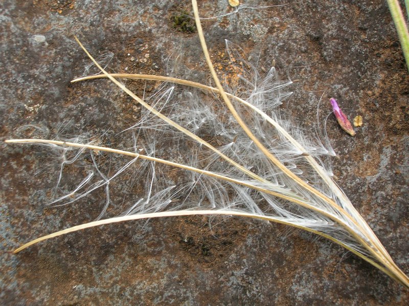 Aboriginal Willowherb photo 5