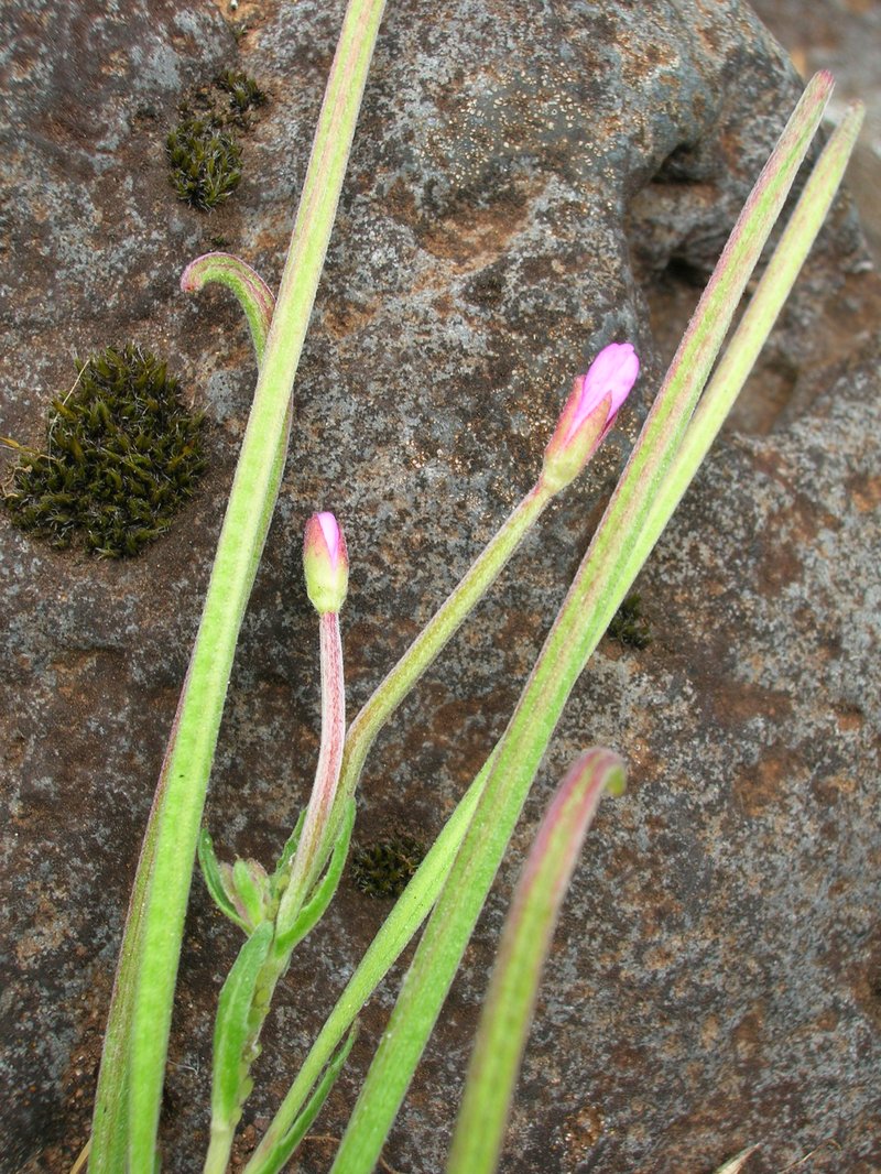 Aboriginal Willowherb photo 6