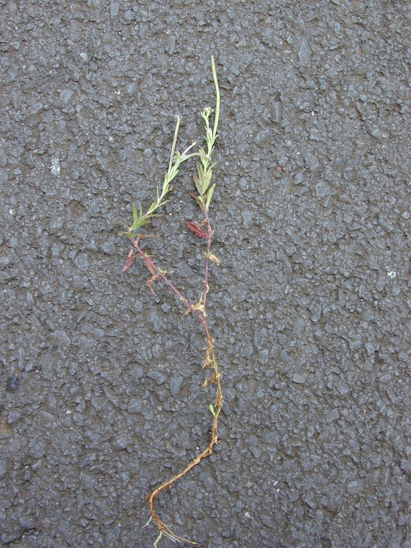 Aboriginal Willowherb photo 7