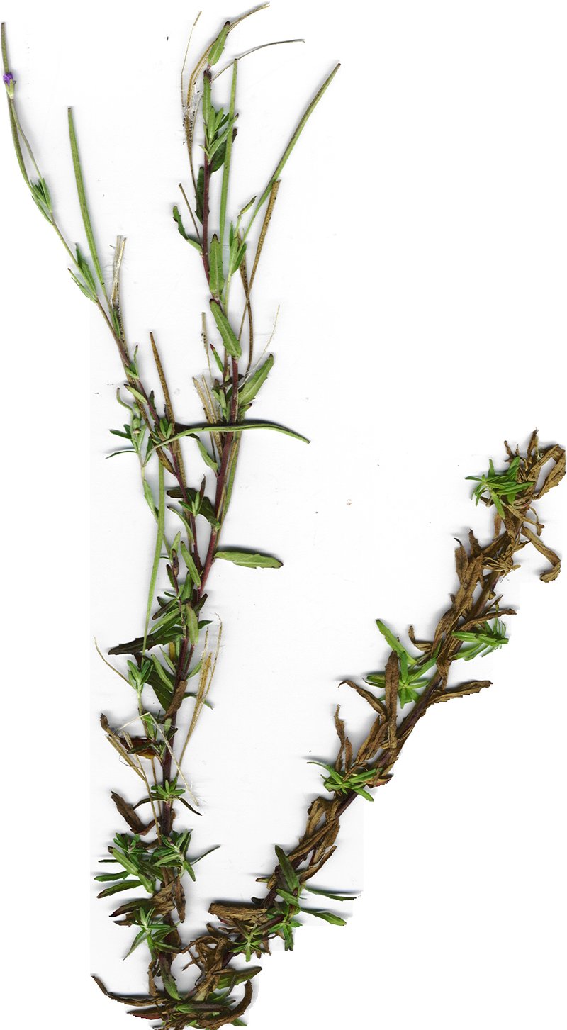 Aboriginal Willowherb photo 8