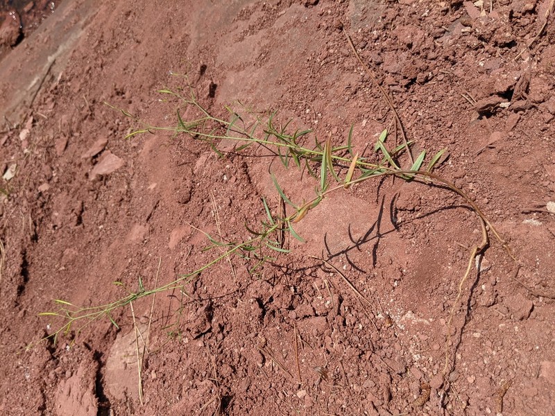 Tall Annual Willowherb