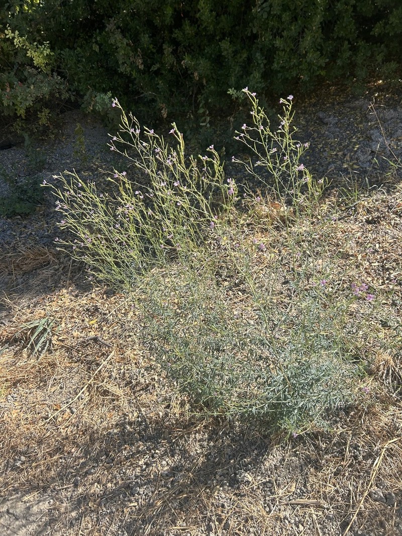 Tall Annual Willowherb photo 2